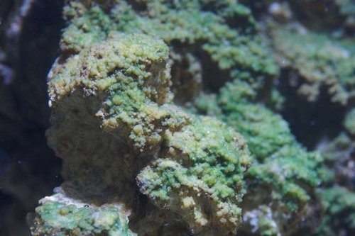 Lobophora - "rubberalgae"