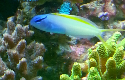 fisk3.jpg