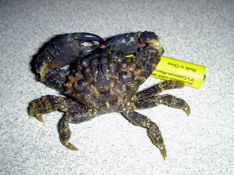 Krabbe