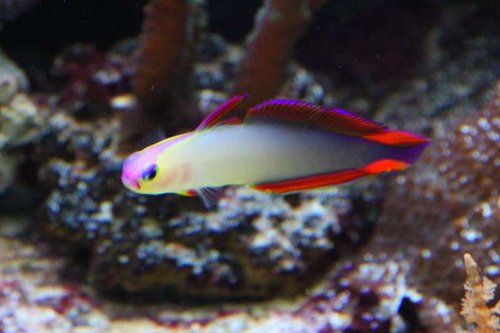 Nemateleotris Decora, Firefish.jpg