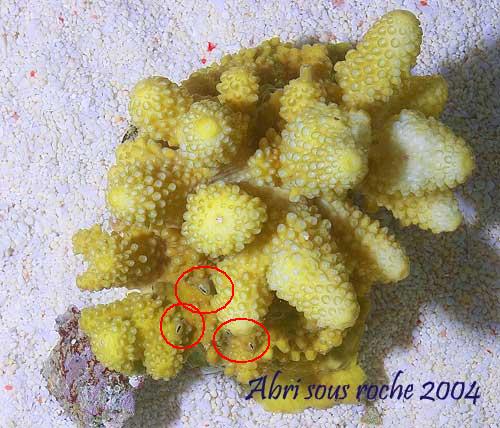 a-humilis-1.jpg