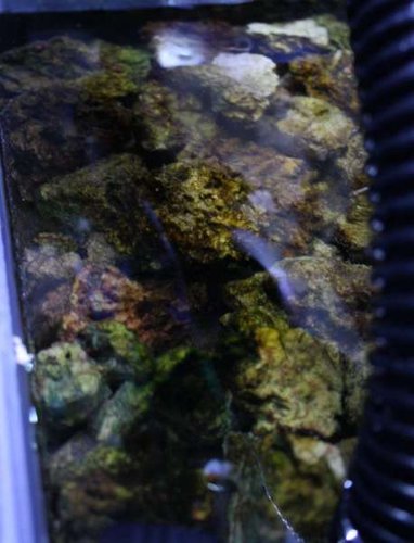 alga 16feb.JPG