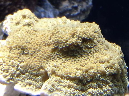 HQI og T 5
