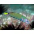 thalassoma_lunare_1.jpg