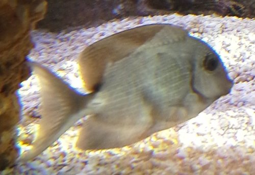 red line tang.jpg