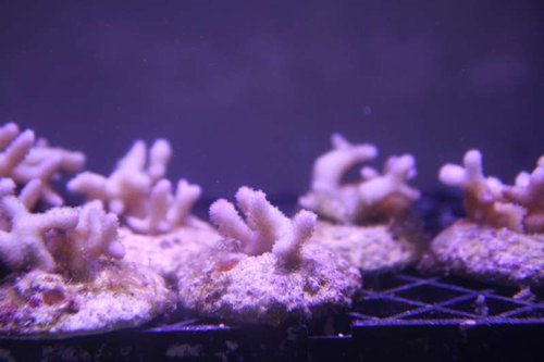 Frags