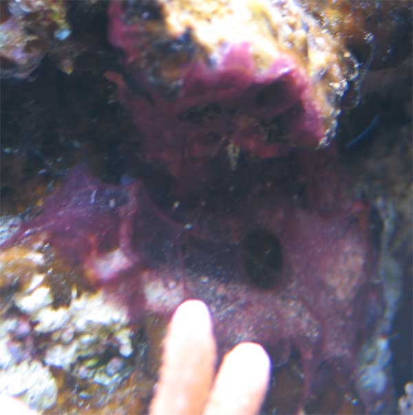 roed-alge.jpg