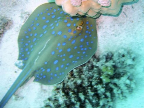 Hurghada 043 (Medium).jpg