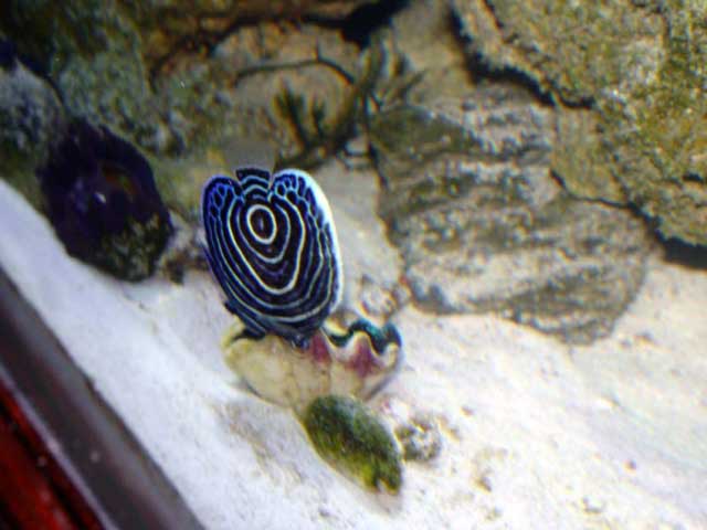 clamkillsangel2.jpg