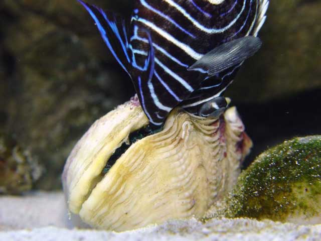 clamkilledangel3.jpg