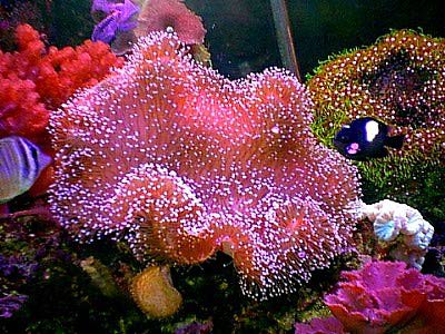 pink sarcophyton.jpg