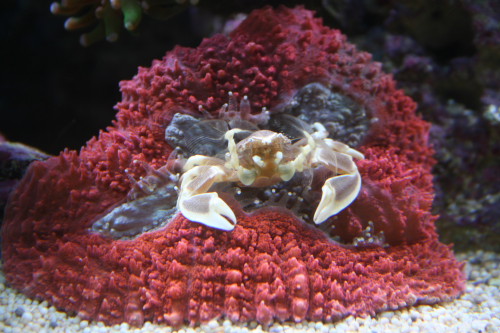 lobo og krabbe.JPG
