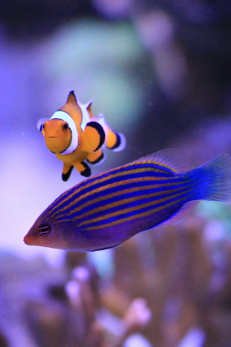 Amphiprion ocellaris og Pseudocheilinus hexataenia