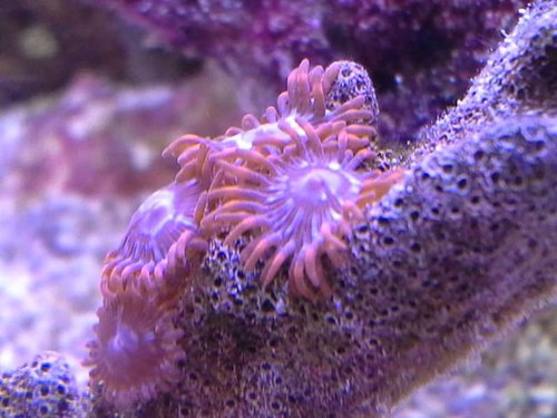 shallow reef 12.07 (15).jpg