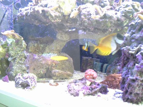 shallow reef 12.07 (4).jpg