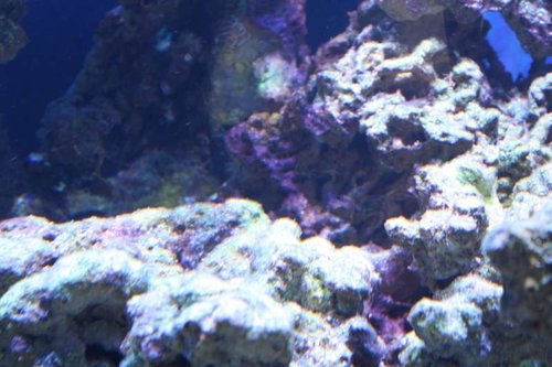IMG_3643 (Large).JPG