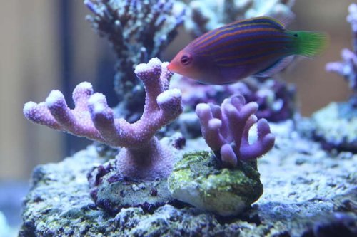 Venstre: ?? Højre: Stylopora subseriata