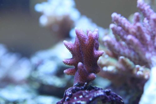 Seriatopora caliendrum pink/rosa