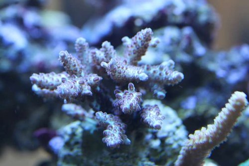 Acropora latistella