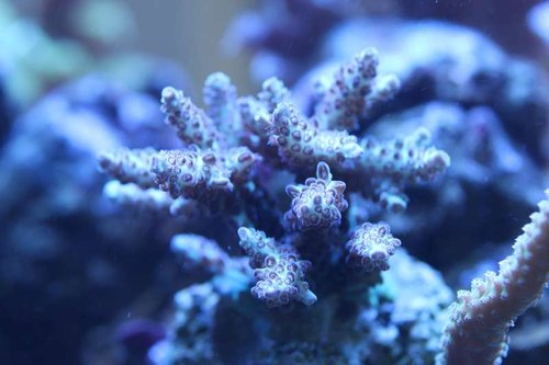 Acropora latistella