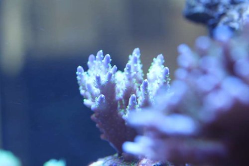 Acropora tricolor