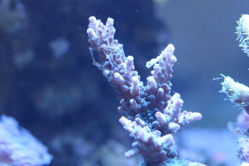 Acropora  kosurini eller Formosa (tyrkisfarvet)