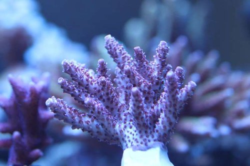 Acropora hyacintus