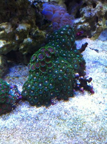 Zoa.JPG