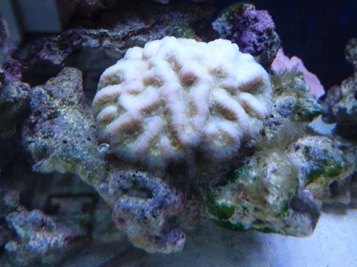 Symphyllia Sp