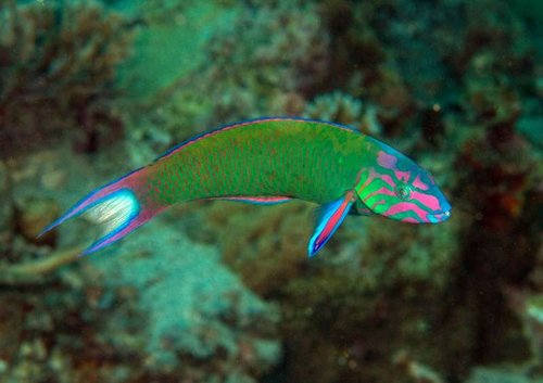 Thalassoma lunare Crescent wrasse (Labridae), Taveuni, Fiji.jpg
