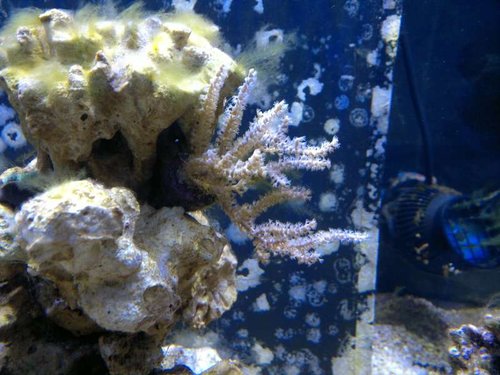 Eunicea succinea