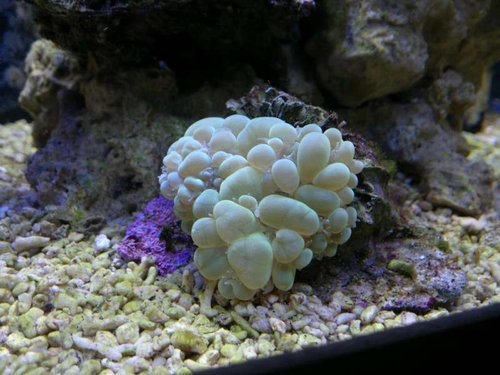 Nærbillede af Plerogyra sinuosa