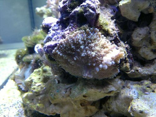 Skiveanemone
