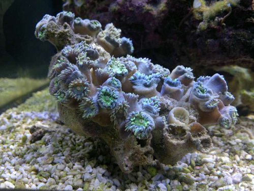 Duncanopsammia axifuga