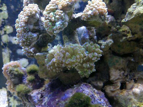Nærbillede af Euphyllia paraancora