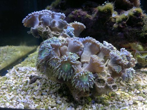 Duncanopsammia axifuga