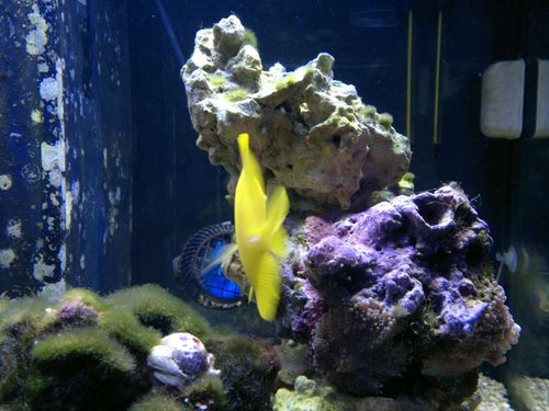 Zebrasoma flavescens