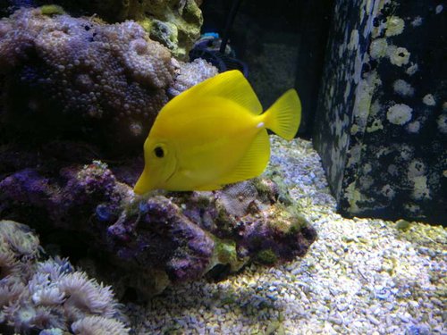 Zebrasoma flavescens