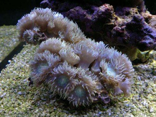 Duncanopsammia axifuga
