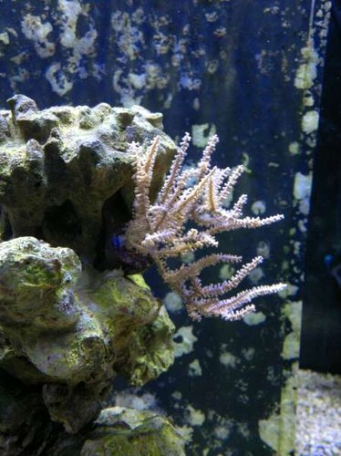 Eunicea succinea