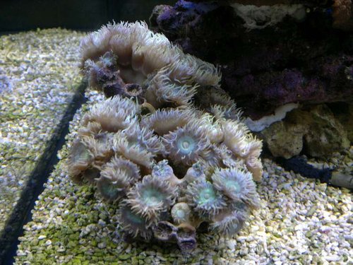 Duncanopsammia axifuga