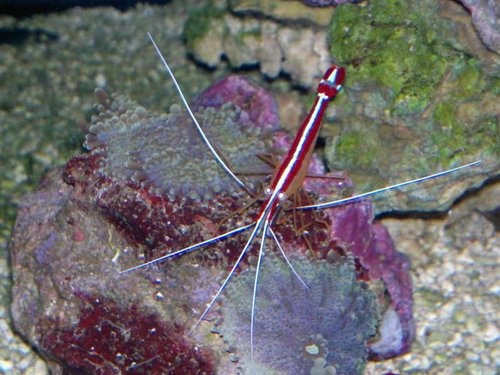Lysmata amboinensis