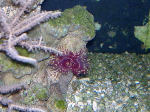 Sabellastarte magnifica