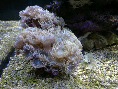 Duncanopsammia axifuga og Sabellastarte yellow