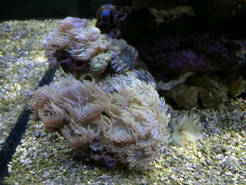 Duncanopsammia axifuga og Sabellastarte yellow