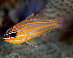 cyanosoma.png