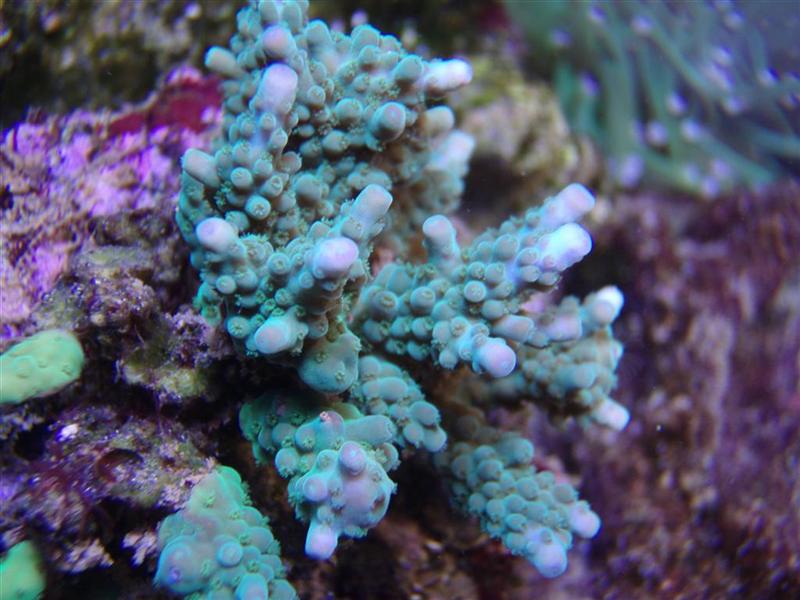 Acropora