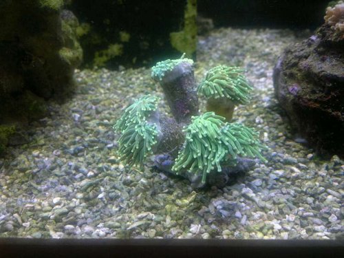 Euphyllia glabrescens