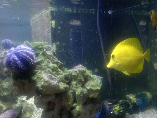 Zebrasoma flavescens