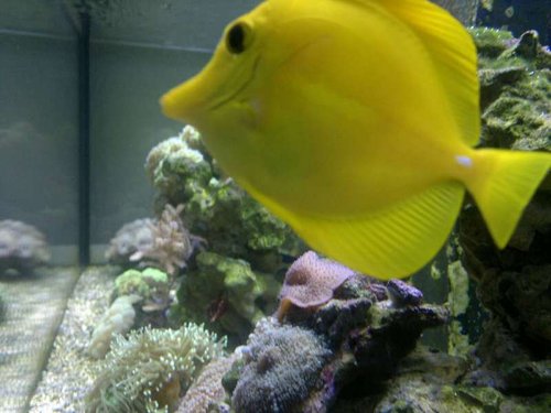 Se mig se mig - Zebrasoma flavescens